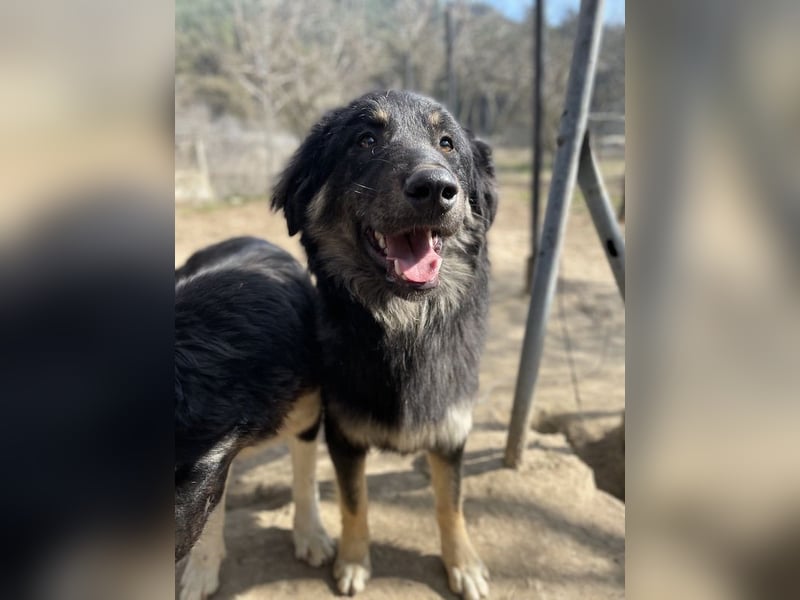 Marcello, geb. ca. 04/2022, lebt in GRIECHENLAND, auf einer privaten Pflegestelle