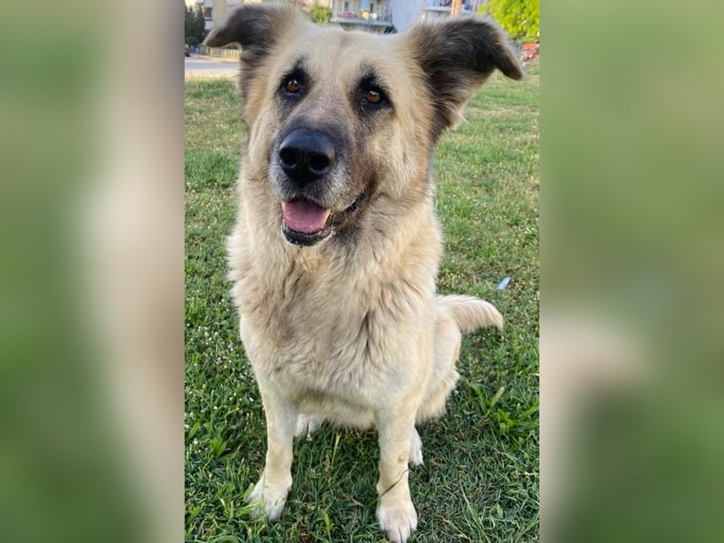 Pinja, geb. ca. 12/2021, lebt in GRIECHENLAND, auf einer privaten Pflegestelle