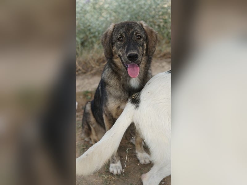 Amelie, geb. ca. 02/2024, lebt in GRIECHENLAND, im städt. Tierheim Serres