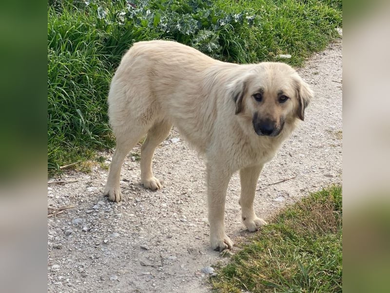 Hermine Granger, geb. ca. 12/2023, lebt in GRIECHENLAND, im städt. Tierheim Serres