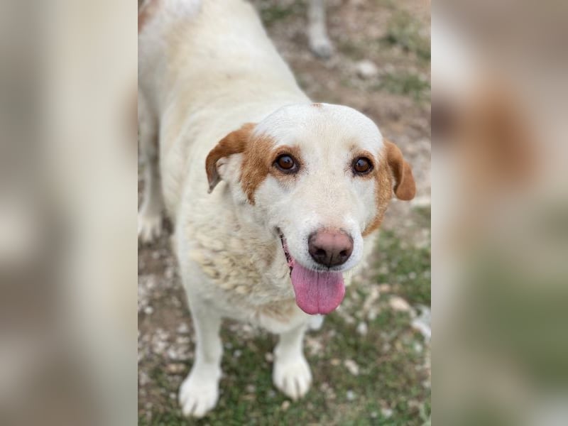 Lucero, geb. ca. 04/2016, lebt in GRIECHENLAND, im städt. Tierheim Serres