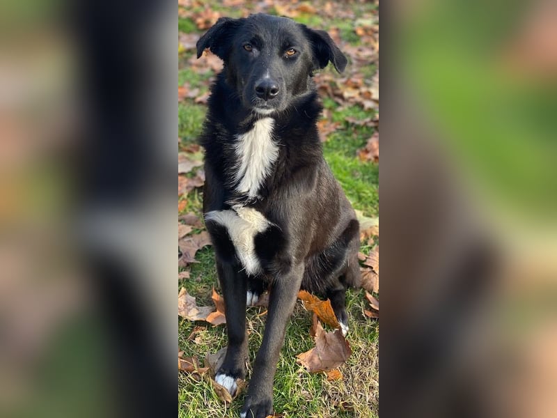 Glorietta, geb. ca. 07/2025, lebt in GRIECHENLAND, im städt. Tierheim Serres