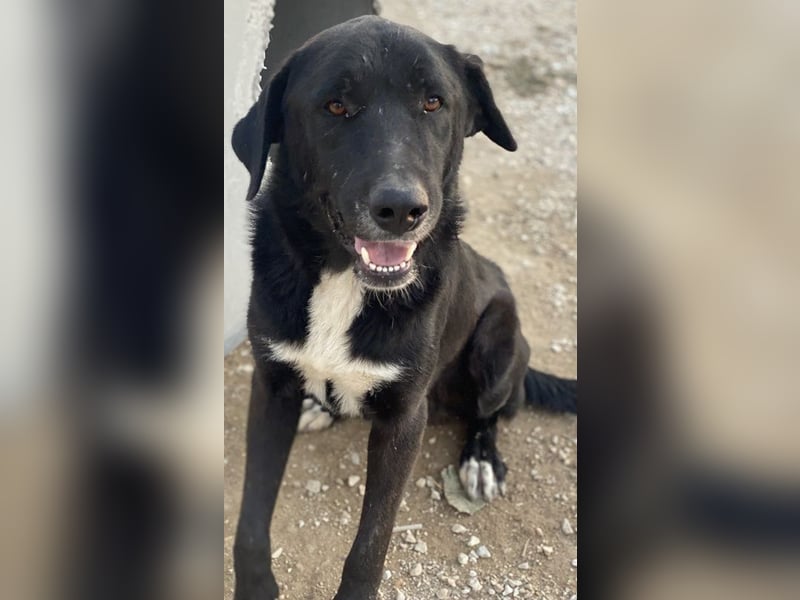 Cupid, geb. ca. 03/2020, lebt in GRIECHENLAND, im städt. Tierheim Serres