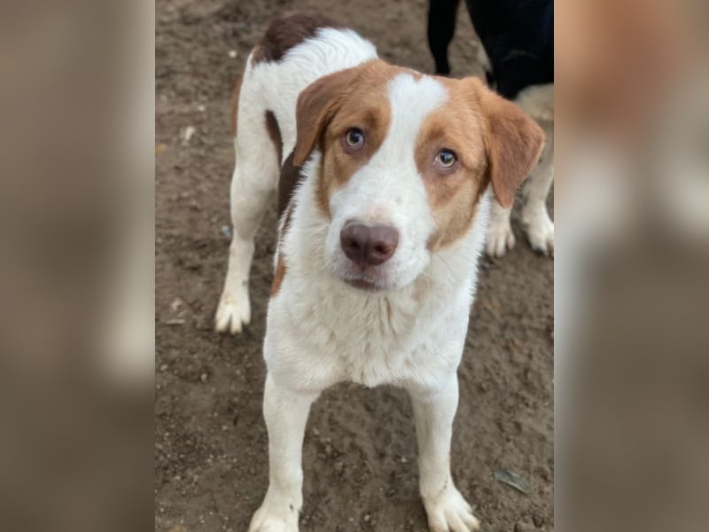 Herkos, geb. ca. 01/2025, lebt in GRIECHENLAND, auf einer privaten Pflegestelle