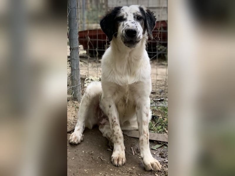 Lime, geb. ca. 02/2023, lebt in GRIECHENLAND, auf einer privaten Pflegestelle