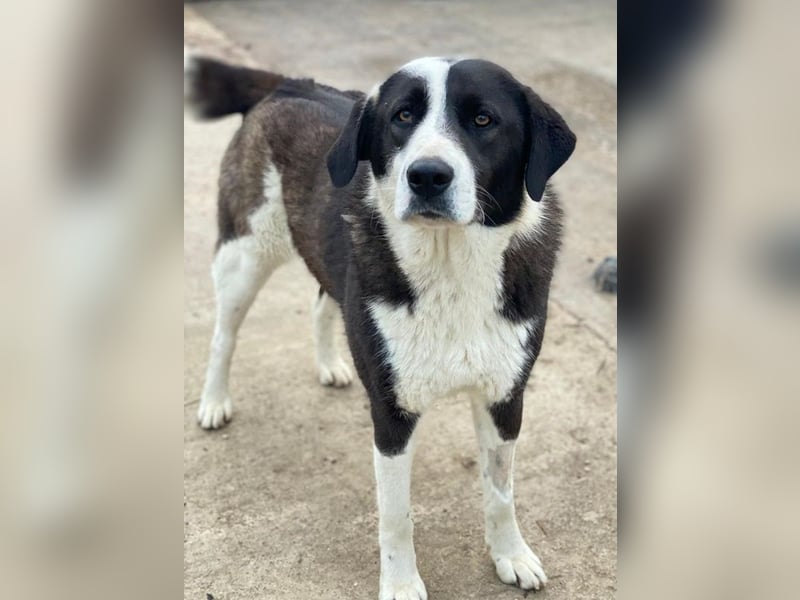 Aquata, geb. ca. 01/2023, lebt in GRIECHENLAND, im städt. Tierheim Serres