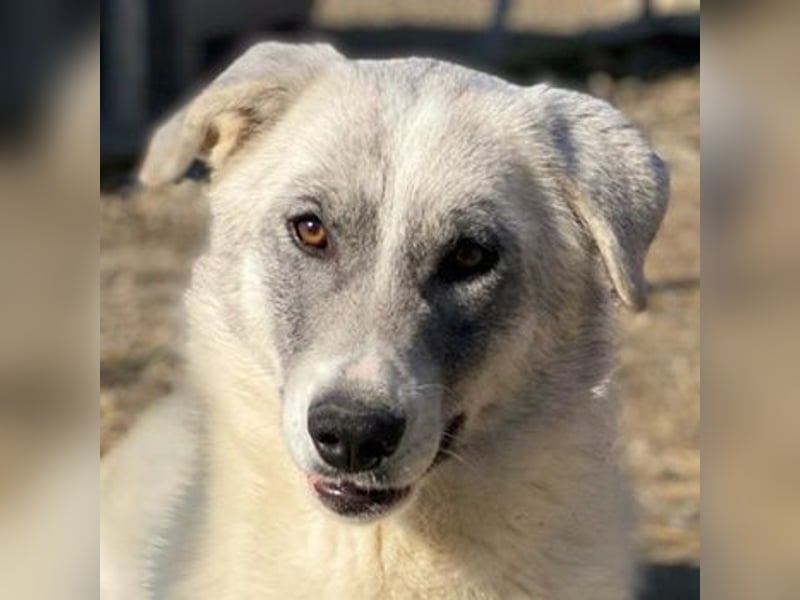 Charlina, geb. ca. 04/2021, lebt in GRIECHENLAND, im städt. Tierheim Serres