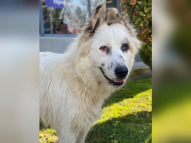 Hope, geb. ca. 03/2024, lebt in GRIECHENLAND, im städt. Tierheim Serres