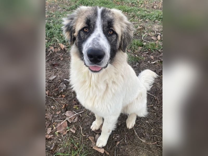 Chef, geb. ca. 07/2025, lebt in GRIECHENLAND, im städt. Tierheim Serres