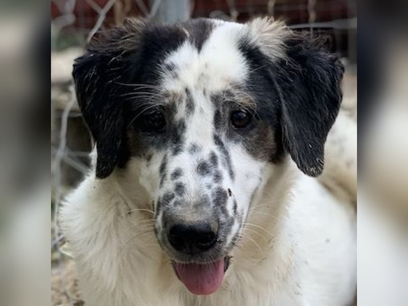 Lime, geb. ca. 02/2023, lebt in GRIECHENLAND, auf einer privaten Pflegestelle