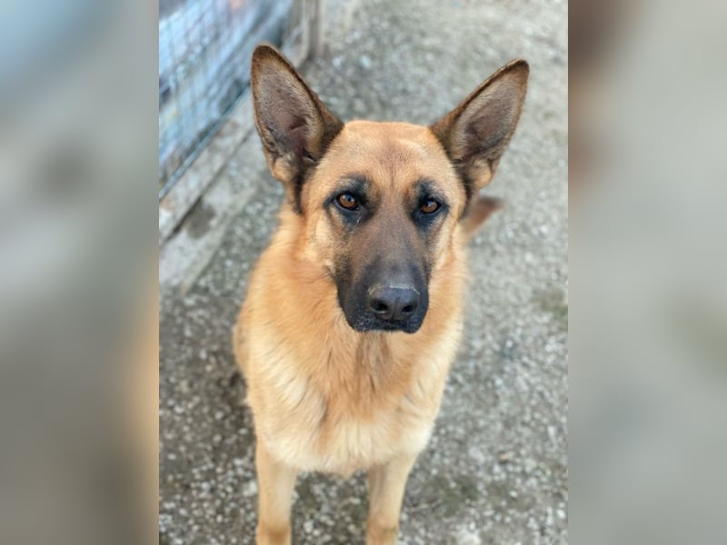 Wilma, geb. ca. 04/2021, lebt in GRIECHENLAND, im städt. Tierheim Serres