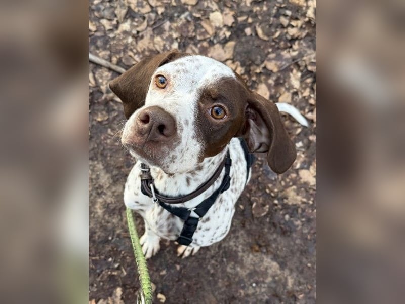 Acira, geb. ca. 04/2023, lebt auf einer Pflegestelle in 67735 Mehlbach