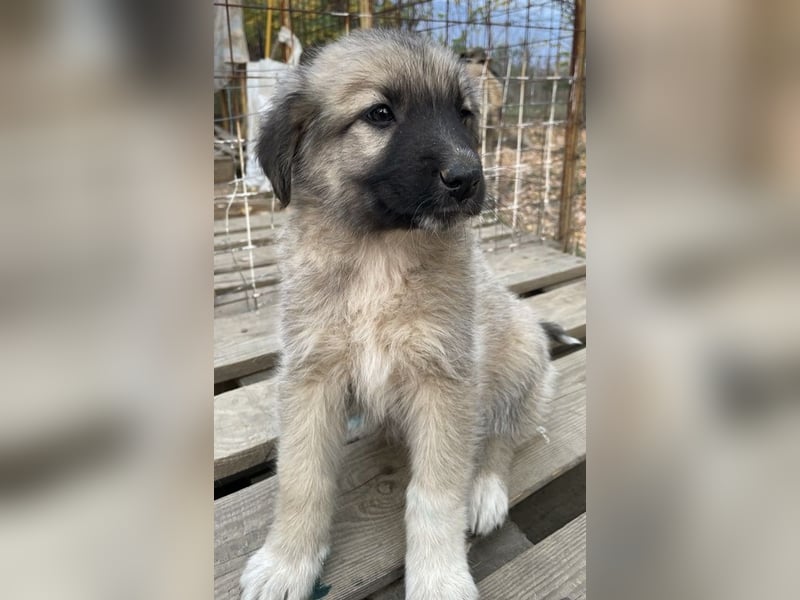 Venus, geb. ca. 08/2022, lebt in GRIECHENLAND, auf einer privaten Pflegestelle