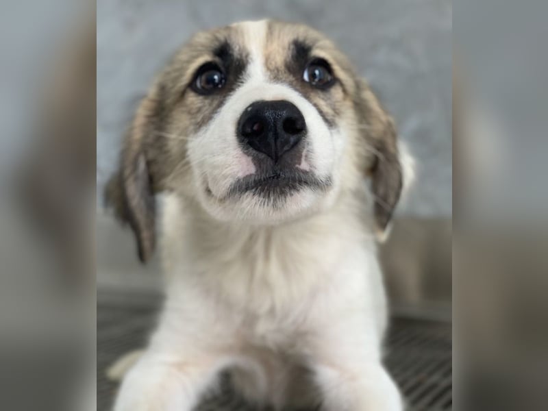 Malea, geb. ca. 04/2024, lebt in GRIECHENLAND, im städt. Tierheim Serres