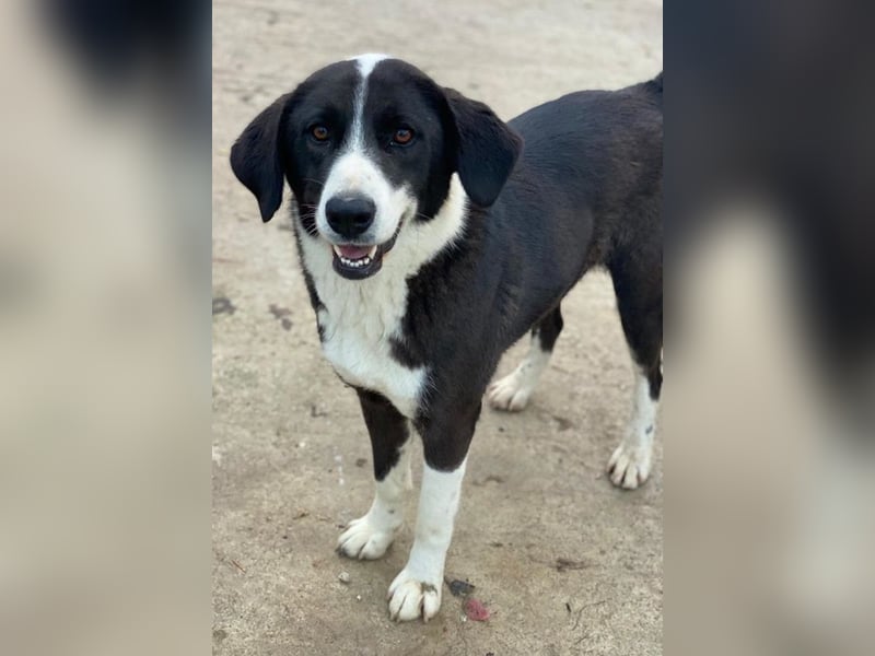 Arielle, geb. ca. 01/2023, lebt in GRIECHENLAND, im städt. Tierheim Serres