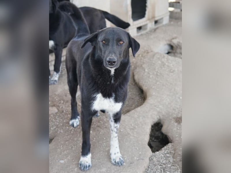 Frizelbliz, geb. ca. 03/2021, lebt in GRIECHENLAND, im städt. Tierheim Serres