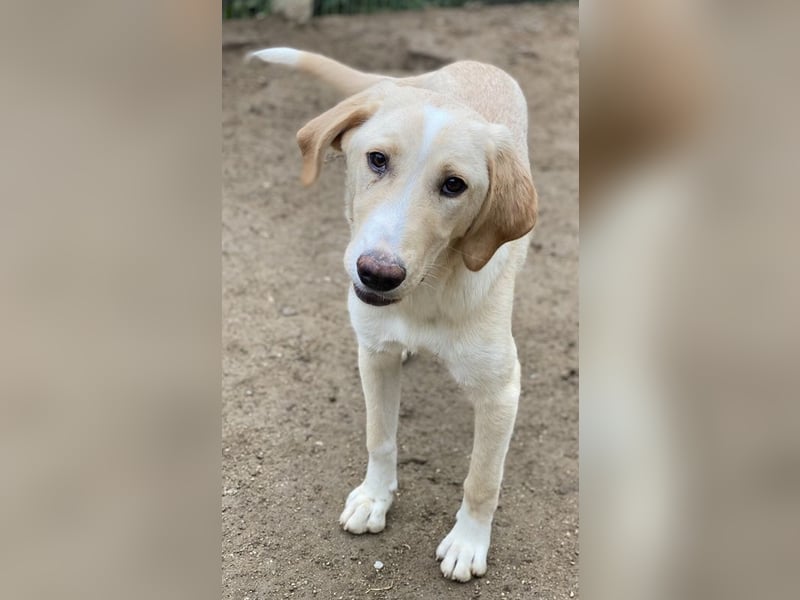 Sheldon, geb. ca. 11/2023, lebt in GRIECHENLAND, im städt. Tierheim Serres