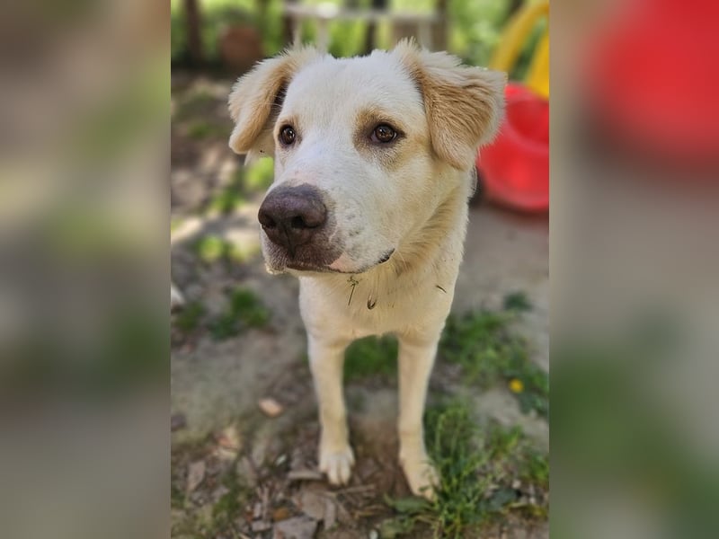 Malu, geb. ca. 07/2024, lebt in GRIECHENLAND, auf einer privaten Pflegestelle