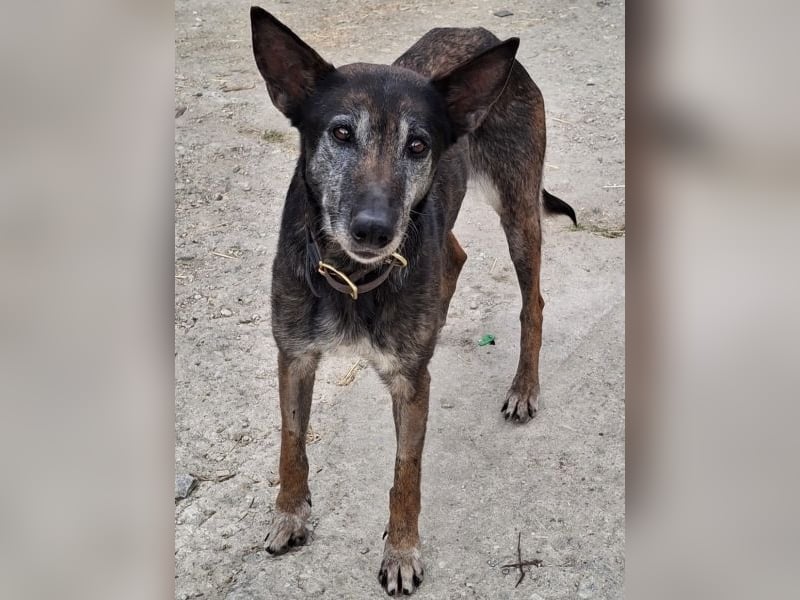 Priyanka, geb. ca. 03/2017, lebt in GRIECHENLAND, auf einer privaten Pflegestelle