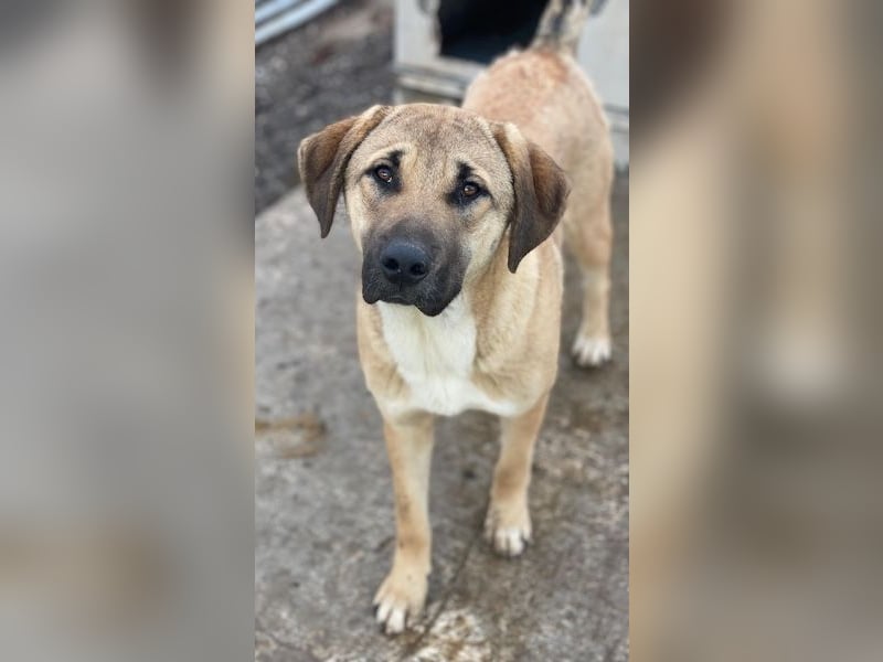 Zira, geb. ca. 02/2025, lebt in GRIECHENLAND, auf einer privaten Pflegestelle