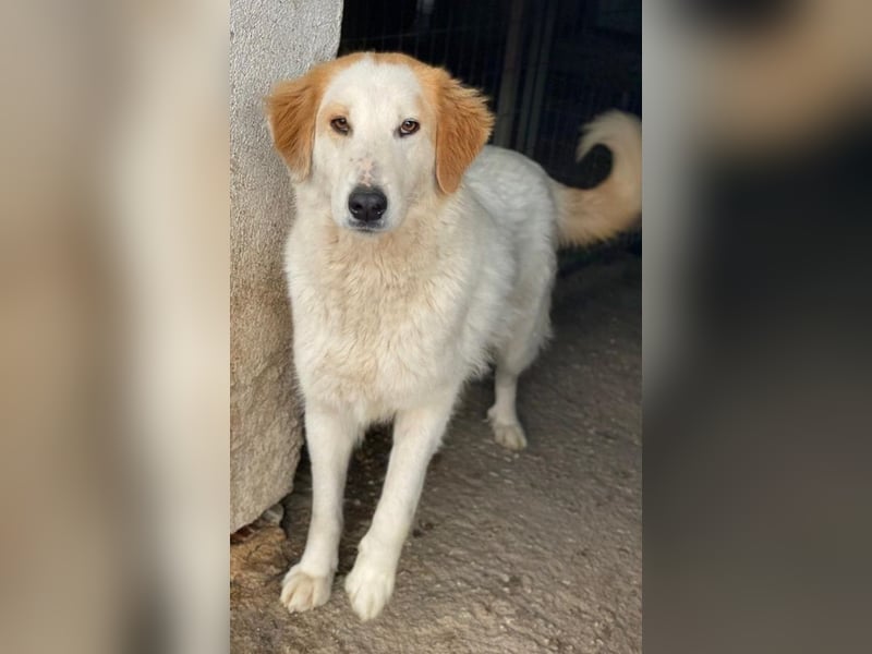 Tobby, geb. ca. 11/2022, lebt in GRIECHENLAND, im städt. Tierheim Serres