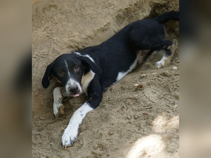 Piko, geb. ca. 01/2025, lebt in GRIECHENLAND, auf einer privaten Pflegestelle