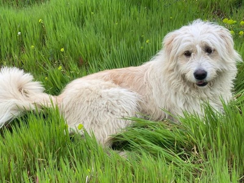 Wuschel, geb. ca. 09/2024, lebt in GRIECHENLAND, im städt. Tierheim Serres