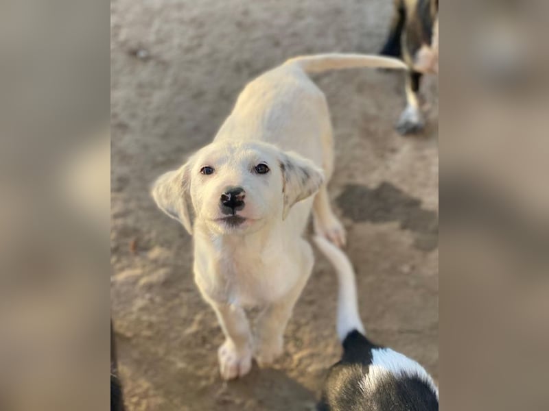 Riesling, geb. ca. 08/2025, lebt in GRIECHENLAND, auf einer privaten Pflegestelle