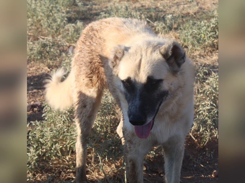 Romero, geb. ca. 12/2021, lebt in GRIECHENLAND, auf einem Gelände, wird notdürftig versorgt
