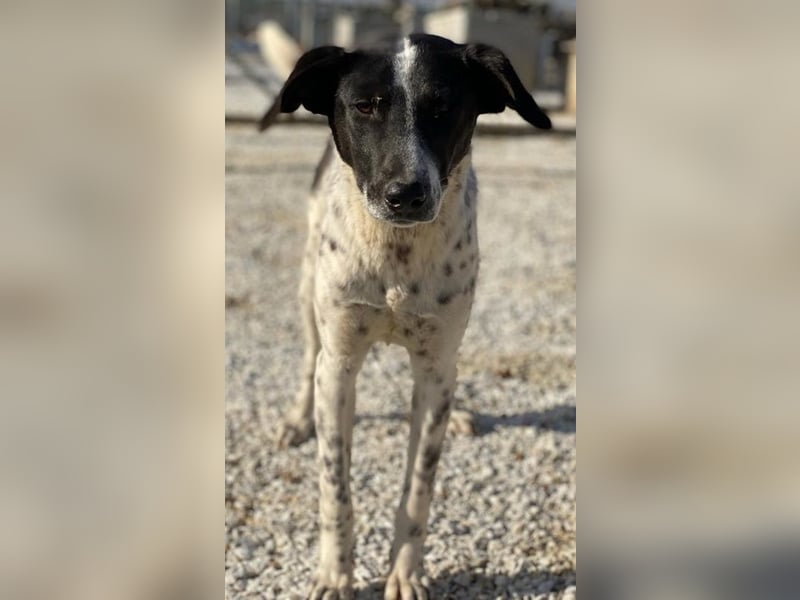 Janita, geb. ca. 06/2022, lebt in GRIECHENLAND, im städt. Tierheim Serres