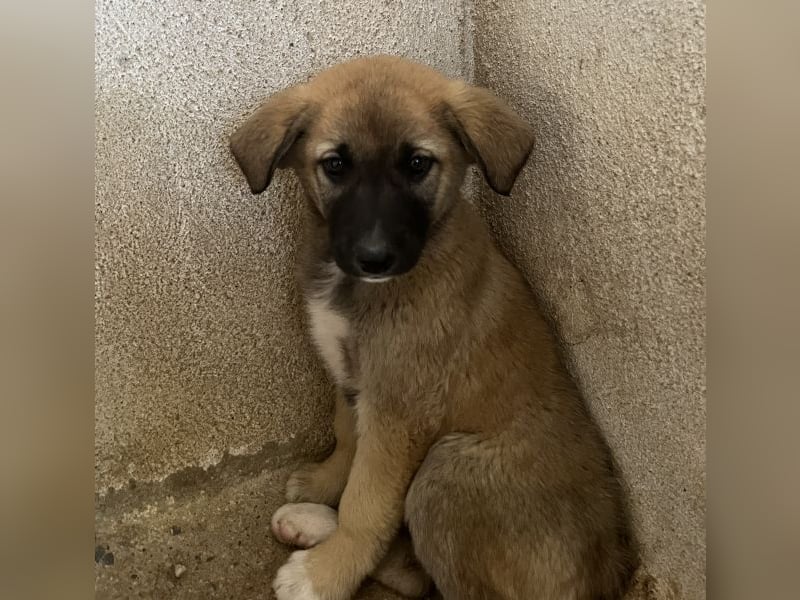 Amber, geb. ca. 02/2026, lebt in GRIECHENLAND, im städt. Tierheim Serres