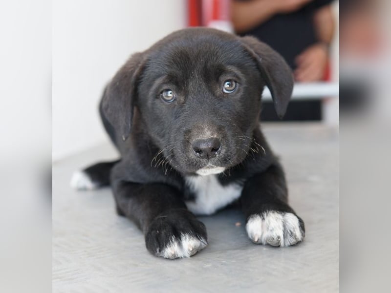 Jula, geb. ca. 12/2025, lebt in GRIECHENLAND, auf einer privaten Pflegestelle