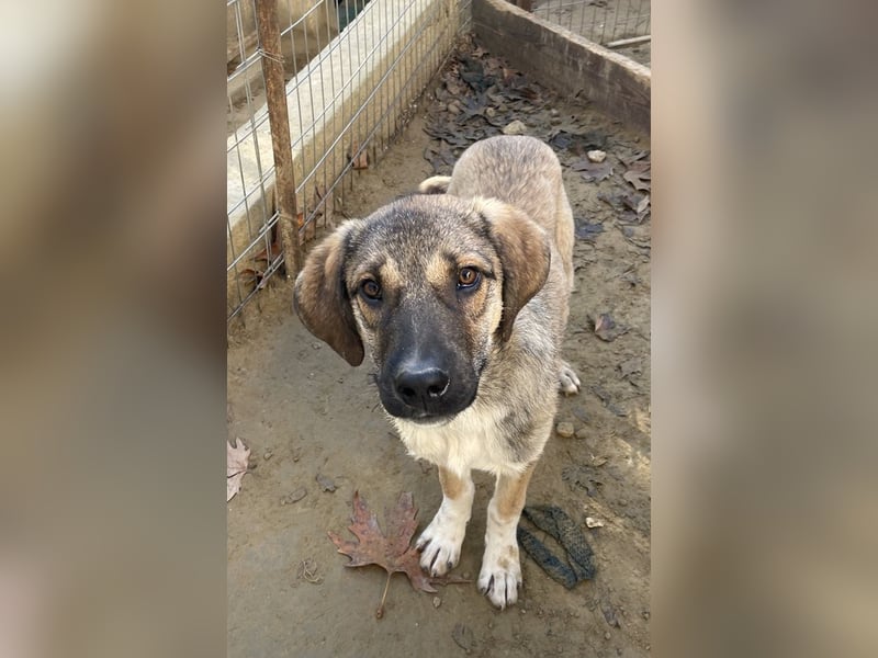 Ryn,  geb. ca. 06/2025, lebt in GRIECHENLAND, auf einer privaten Pflegestelle