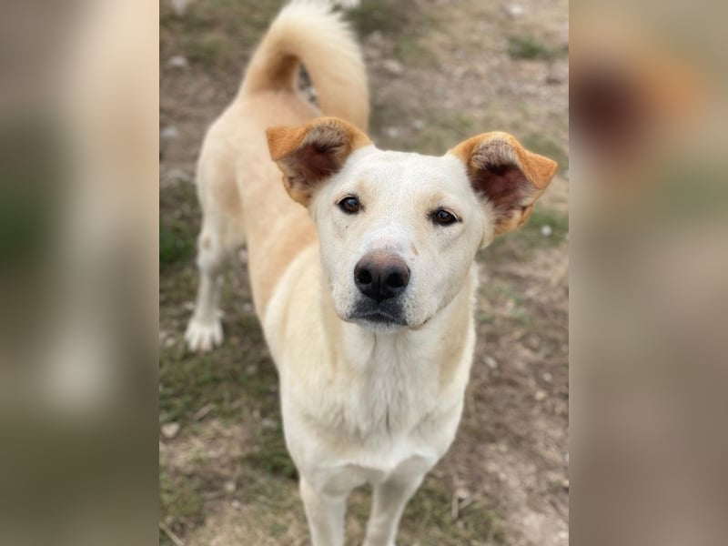 Kalena, geb. ca. 01/2025, lebt in GRIECHENLAND, im städt. Tierheim Serres