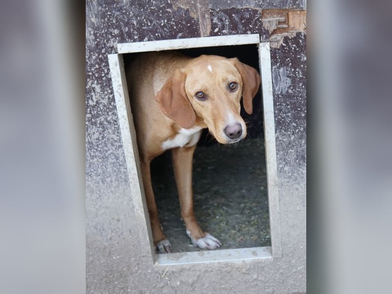 Gitano, geb. ca. 01/2024, lebt in GRIECHENLAND, auf einer privaten Pflegestelle