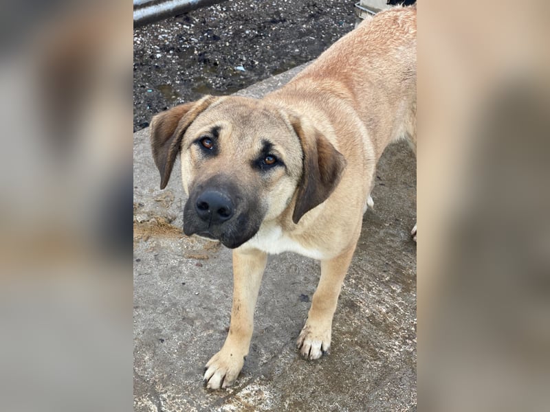 Zira, geb. ca. 02/2025, lebt in GRIECHENLAND, auf einer privaten Pflegestelle