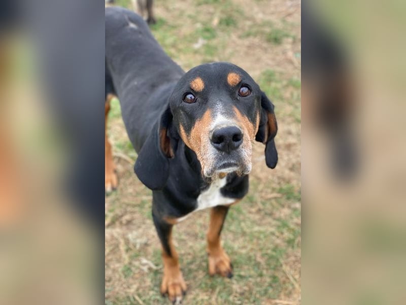 Joker, geb. ca. 11/2021, lebt in GRIECHENLAND, im städt. Tierheim Serres Joker, geb. ca. 11/2021, lebt in GRIECHENLAND, im städt. Tierheim Serres