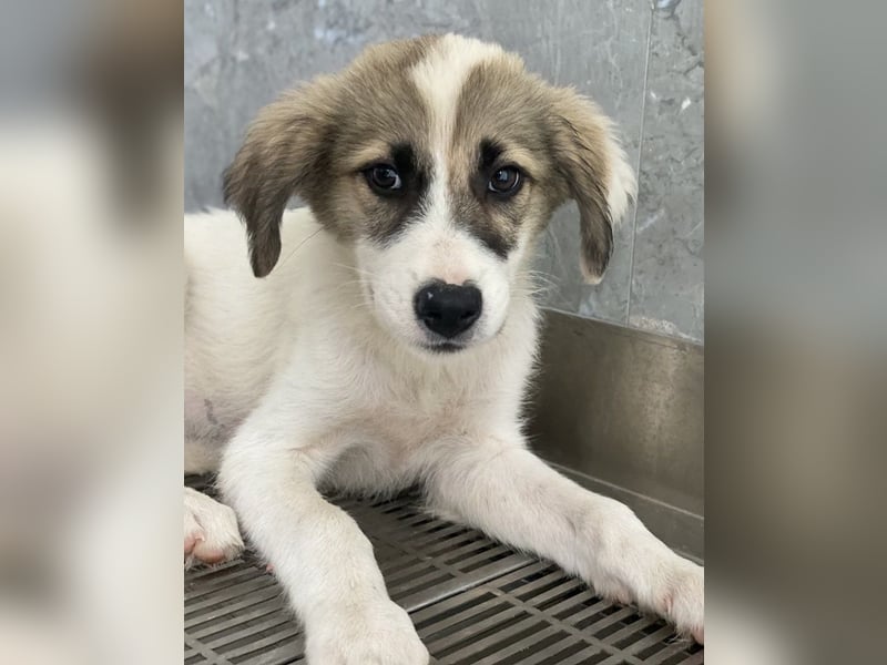 Malea, geb. ca. 04/2024, lebt in GRIECHENLAND, im städt. Tierheim Serres