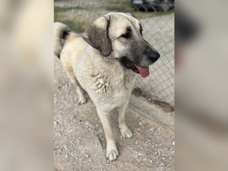 Little Pumpkin, geb. ca. 11/2021, lebt in GRIECHENLAND, im städt. Tierheim Serres