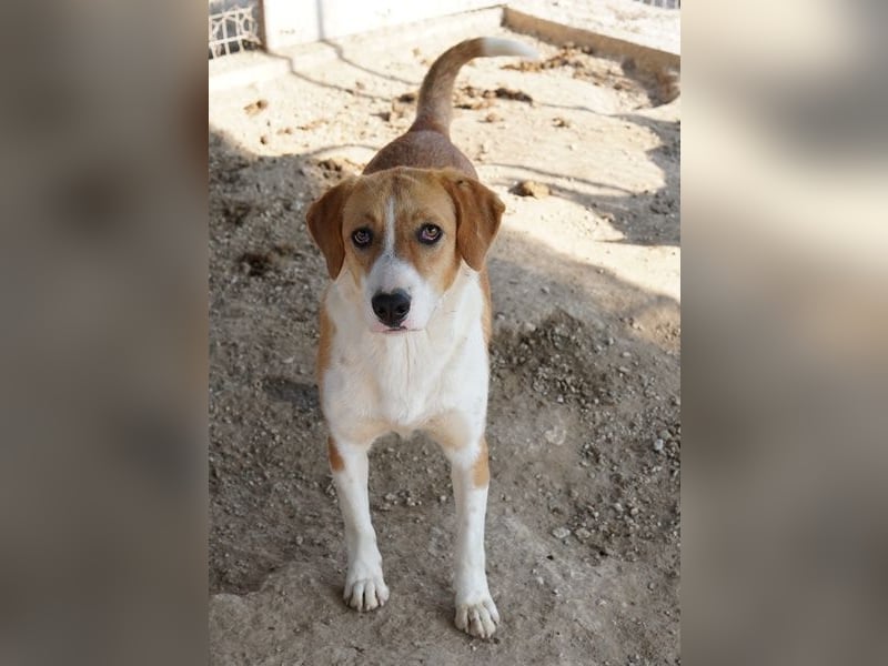 Palia, geb. ca. 09/2024, lebt in GRIECHENLAND, im städt. Tierheim Serres