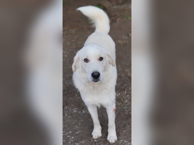 Idallo, geb. ca. 12/2020, lebt in GRIECHENLAND, im städt. Tierheim Serres