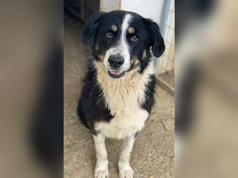 Cars, geb. ca. 12/2023, lebt in GRIECHENLAND, im städt. Tierheim Serres