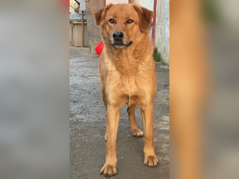 Pixie, geb. ca. 10/2022, lebt in GRIECHENLAND, im städt. Tierheim Serres