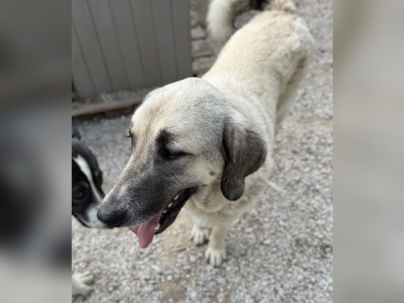 Little Pumpkin, geb. ca. 11/2021, lebt in GRIECHENLAND, im städt. Tierheim Serres