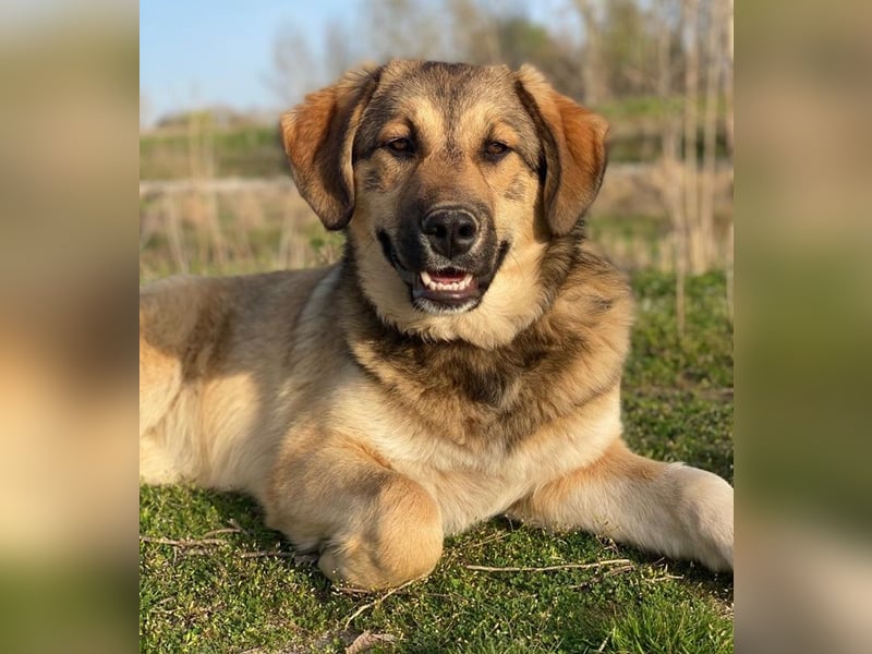 Pola, geb. ca. 09/2024, lebt in GRIECHENLAND, im städt. Tierheim Serres