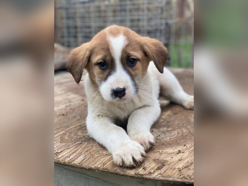 Bufala, geb. ca.11/2025, lebt in GRIECHENLAND, auf einer privaten Pflegestelle