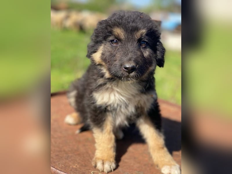 Sirius Black, geb. ca. 12/2023, lebt in GRIECHENLAND, im städt. Tierheim Serres