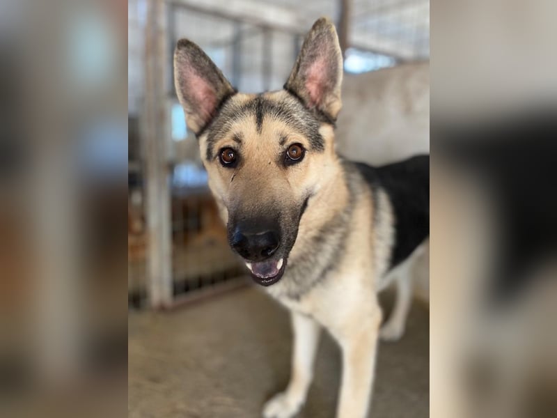 Hankan, geb. ca. 01/2024, lebt in GRIECHENLAND, im städt. Tierheim Serres