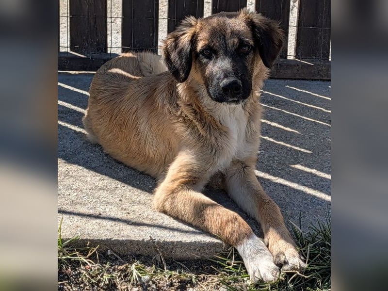 Flint, geb. ca. 03/2025, lebt in GRIECHENLAND, auf einer privaten Pflegestelle