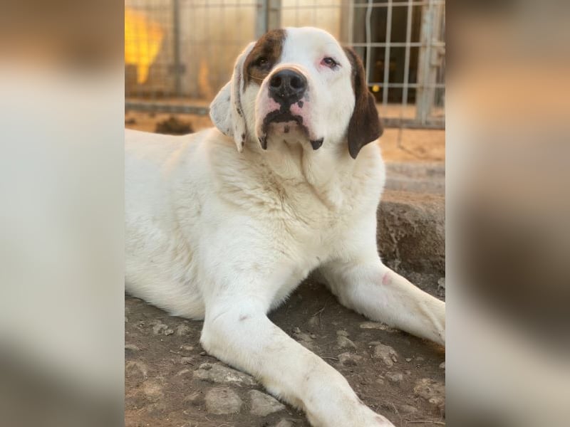 Mäx, geb. ca. 01/2024, lebt in GRIECHENLAND, im städt. Tierheim Serres